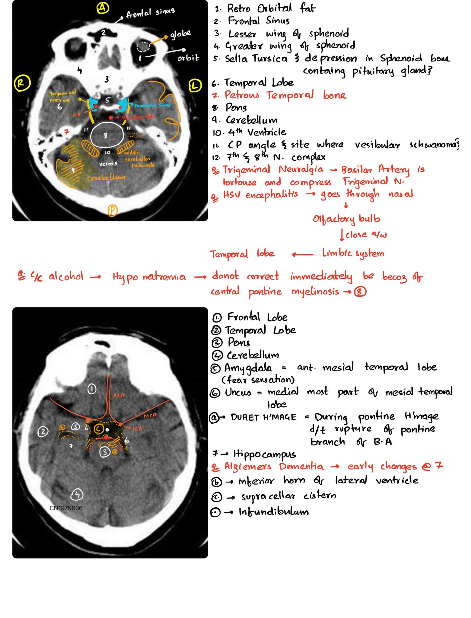 Unveil The Secrets Of Elite Radiology Join Trident Health Systems Prestigious Training Program - dx4nzda