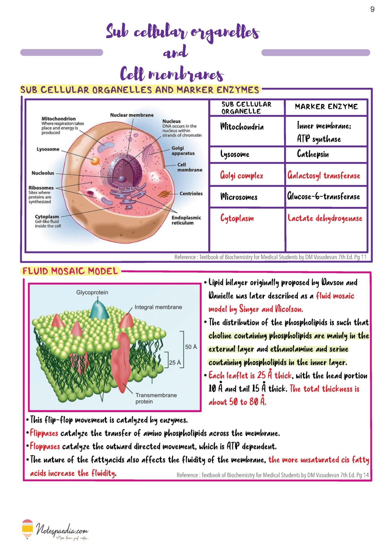 Biochemistry Image Bank - Image 8