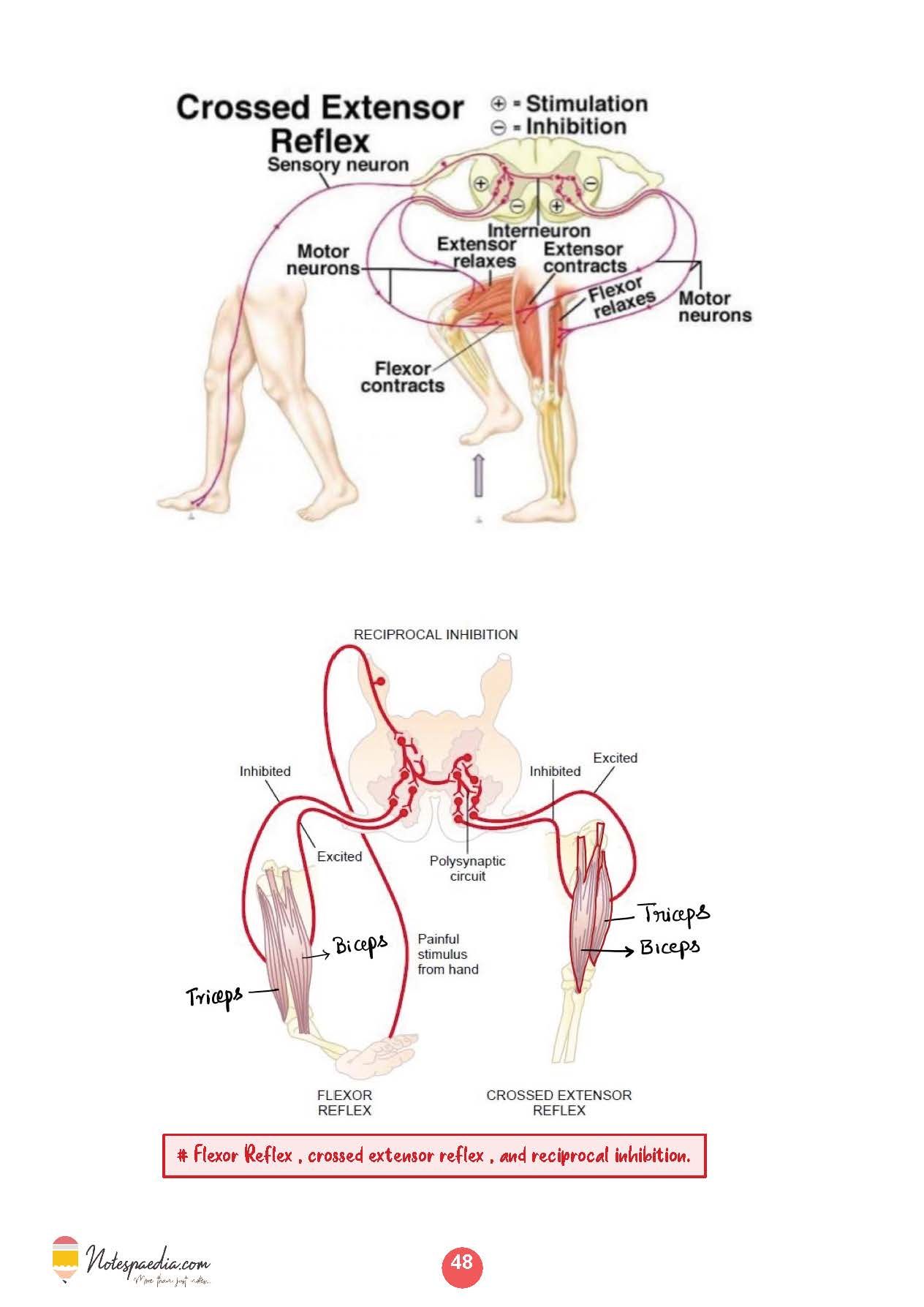 Clinical Physiology - Dr. Naveen Porwal - Image 2
