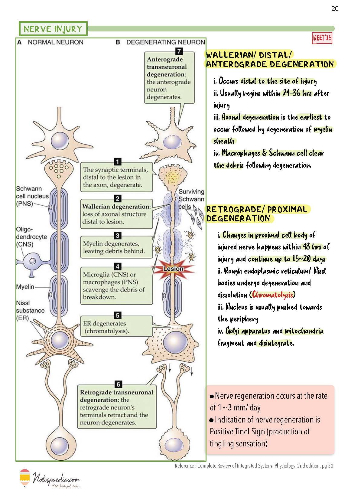 Physiology Image Bank - Image 3