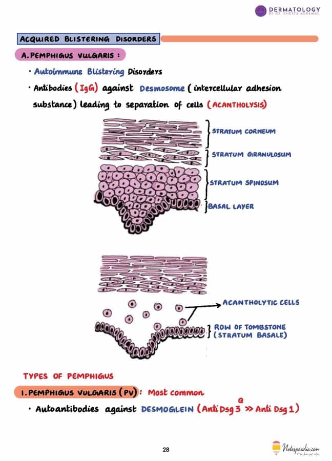 Dermatology High-Yield – Dr. Chesta Agrawal - Image 3