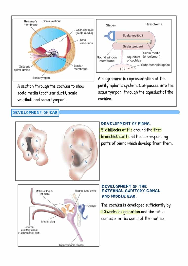 ENT Image Bank - Image 6