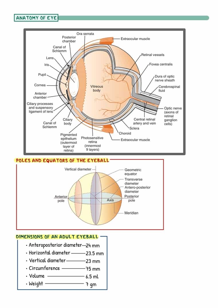 Ophthalmology Image Bank - Image 8